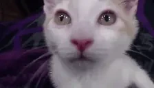 AshaSniffa emote for Discord