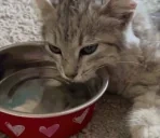 AsiDrunk emote for Discord