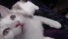 AshaHi emote for Discord