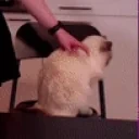 ashenDerp emote for Discord