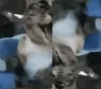 asddsa emote for Discord