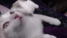 AshaHi emote for Discord