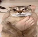 ATTACKcat emote for Discord