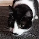 AttentionCat emote for Discord