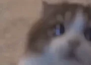 AttentionPwease emote for Discord