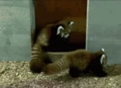 attacc emote for Discord