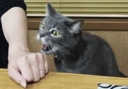 Attack emote for Discord