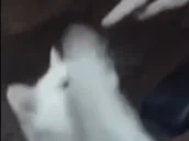 attack emote for Discord