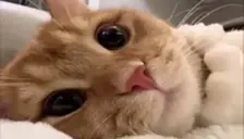 atak emote for Discord