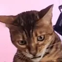 amam emote for Discord