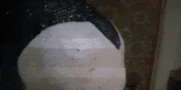 amnesia emote for Discord