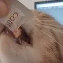 amesosMLEM emote for Discord