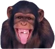 amonkey emote for Discord