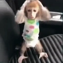 Aohoo emote for Discord