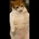 Aotcat emote for Discord