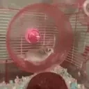 ApexServers emote for Discord