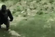 ApeRun emote for Discord