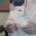 ApolloForcedToDance emote for Discord