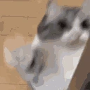 APOLOGIZE emote for Discord