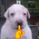 apocosiMewing emote for Discord