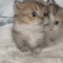 Approach emote for Discord