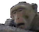 apeBored emote for Discord