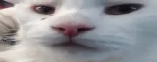 Aplonk emote for Discord