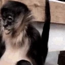 ApeSip emote for Discord