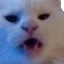 apolloHISS emote for Discord