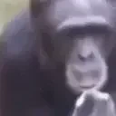 apesmokes emote for Discord