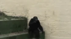 apeSmoke emote for Discord