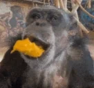 ApeMango emote for Discord