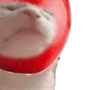 ApplecatJAM emote for Discord