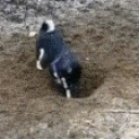 ApexTime emote for Discord