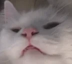 ApolloTasty emote for Discord