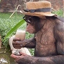 apesip emote for Discord