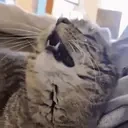 apsik emote for Discord