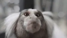 appaKiss emote for Discord