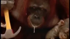 Ape emote for Discord