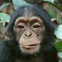 ApeChomp emote for Discord