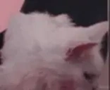 apolloPoof emote for Discord