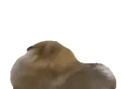 Apollo emote for Discord