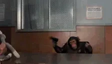 ApeCrashOut emote for Discord