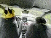 apeDriving emote for Discord