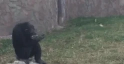 apeSmoke emote for Discord