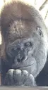 ApePondering emote for Discord