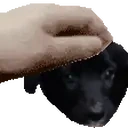 apoloPet emote for Discord