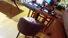 apolloPounce emote for Discord