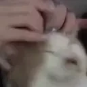 apolloponYawn emote for Discord