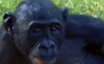 apePog emote for Discord